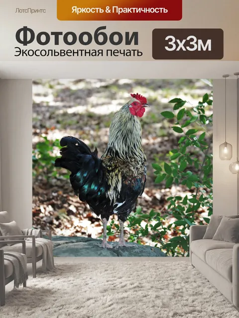 Фотообои Красочный петух, стоящий на скале
