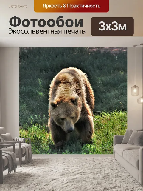 Фотообои Гризли, гуляющий по травянистому холму