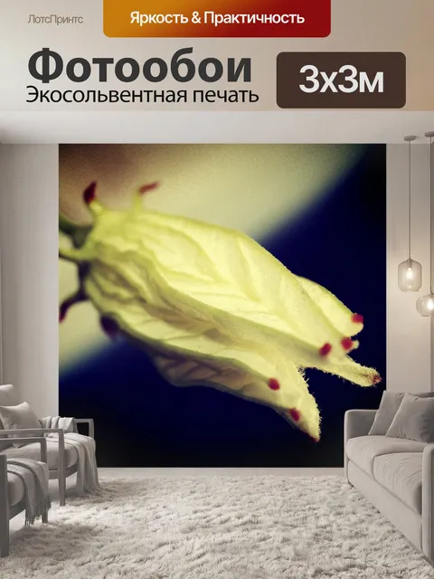 Фотообои Красивый цветок