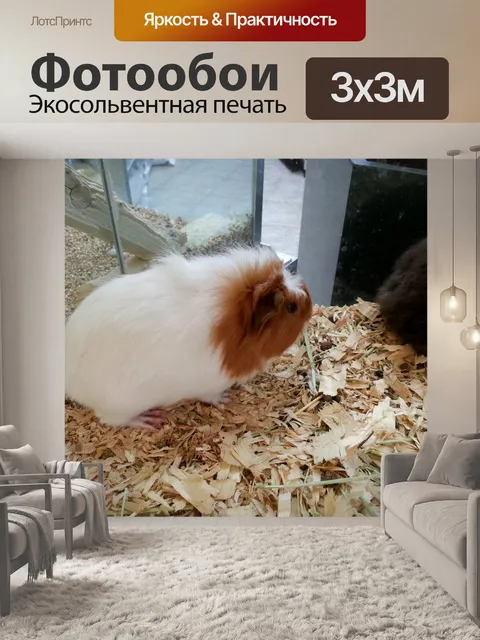 Фотообои Морская свинка