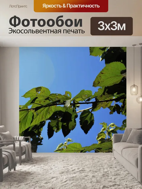 Фотообои листья тутового дерева на синем небе