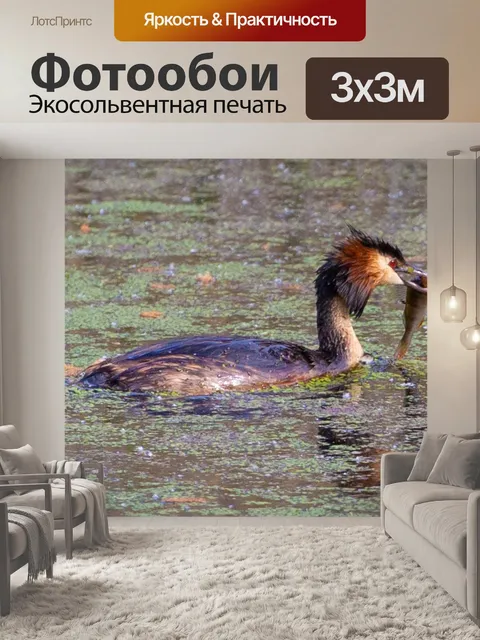 Фотообои Большая поганка