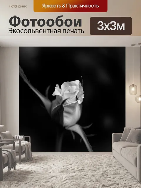 Фотообои Белая роза