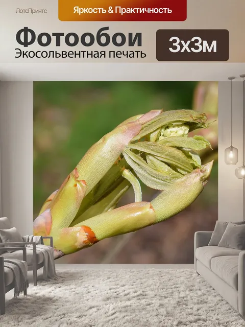 Фотообои Листья и бутон цветка