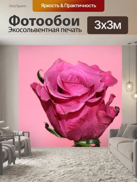 Фотообои Розовая роза на розовом крупном плане