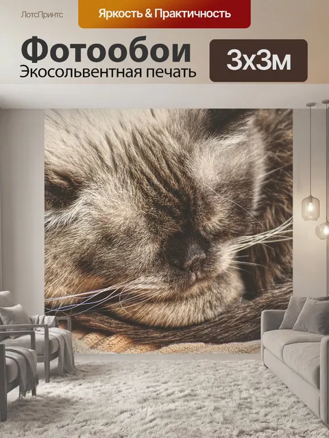 Фотообои Кот