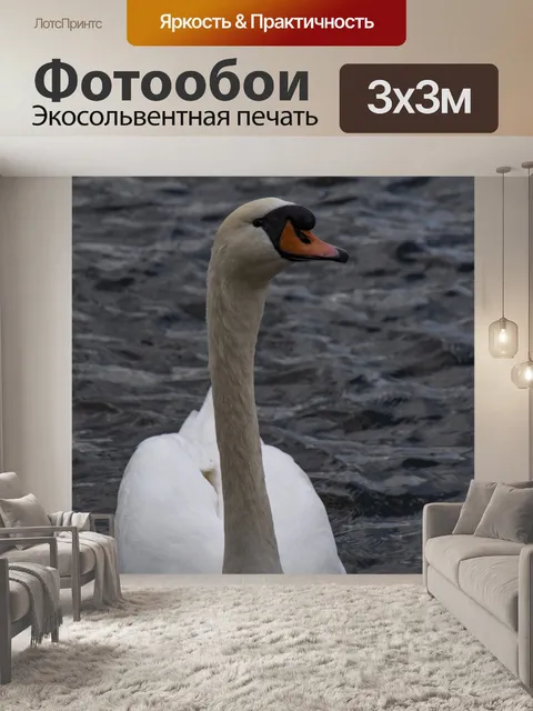 Фотообои Выстрел в голову белого лебедя