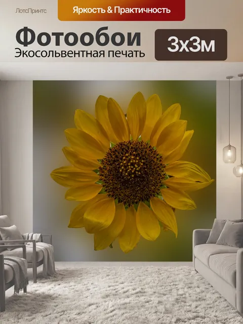 Фотообои Изолированный фон подсолнечника