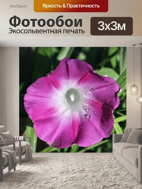 Фотообои Фиолетовая утренняя слава и роса