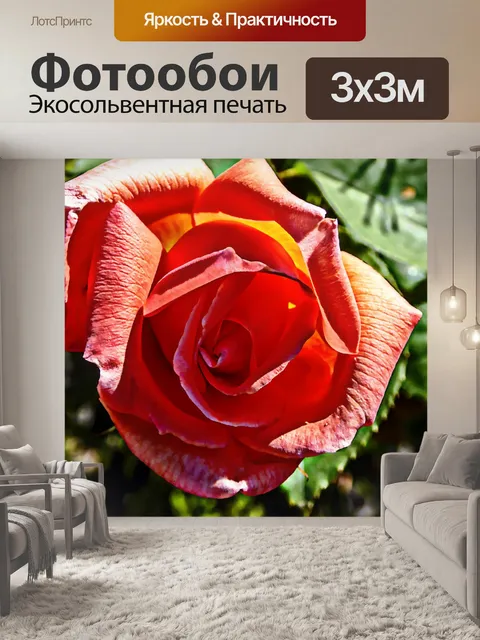 Фотообои Розовая роза
