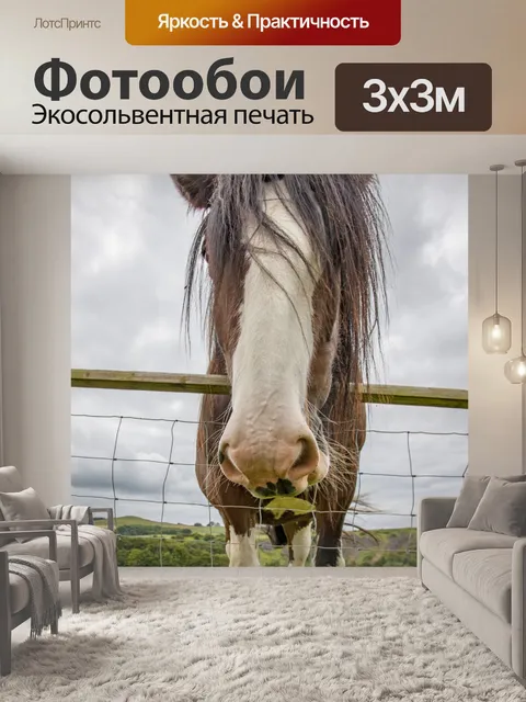 Фотообои Домашняя лошадь