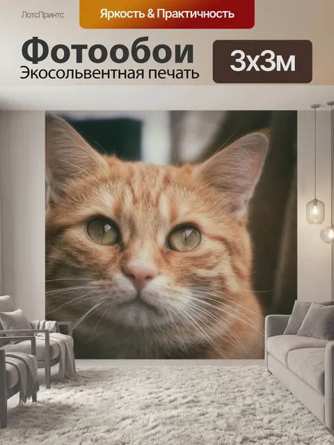 Фотообои Кот