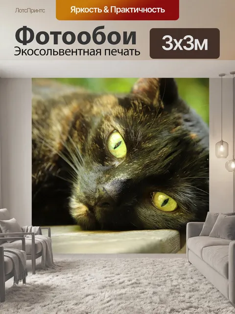 Фотообои Кот
