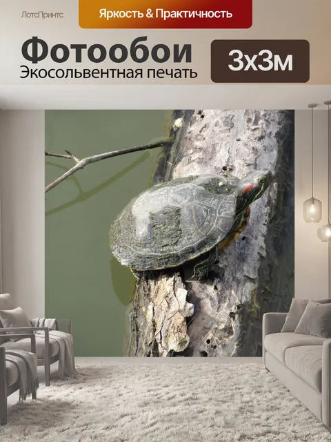 Фотообои Черепаха Саннинг на Вход