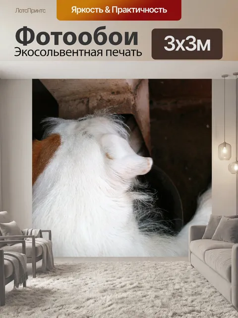Фотообои ловушка крысы