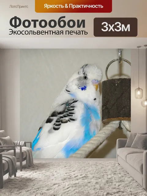 Фотообои Волнистый попугайчик
