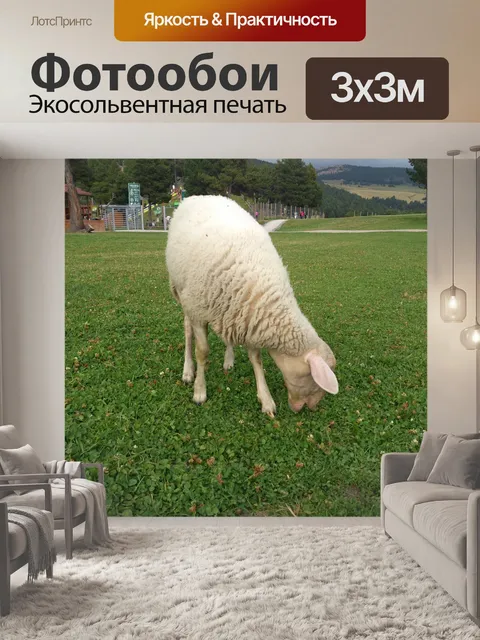Фотообои Овцы