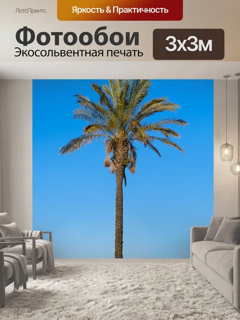 Фотообои Пальма и небо