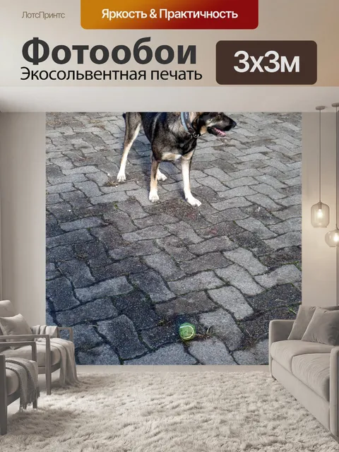 Фотообои Мальтийская собака