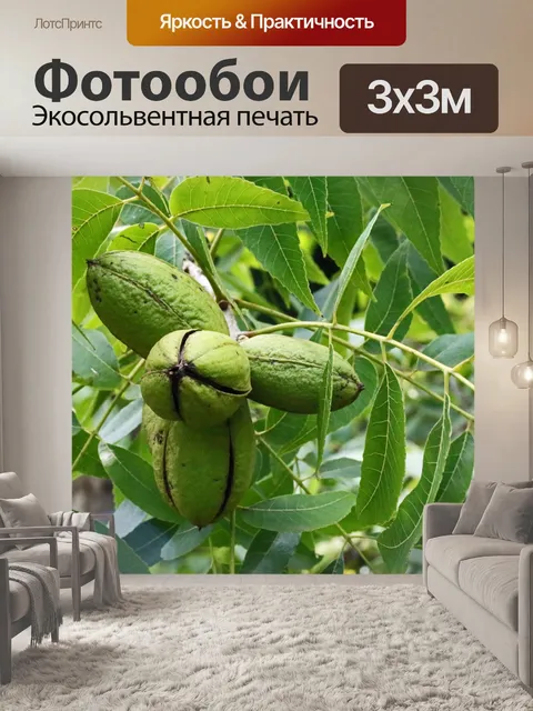 Фотообои гроздь орехов пекан на дереве