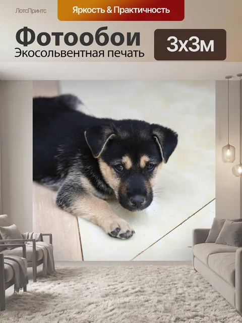 Фотообои Песик