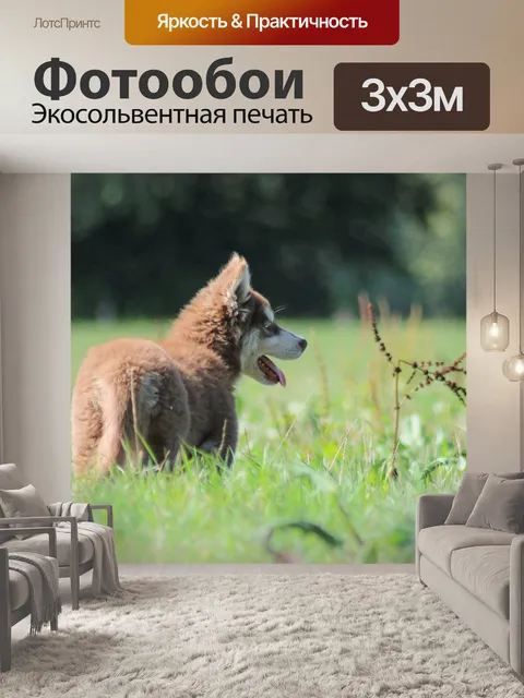 Фотообои Хаски