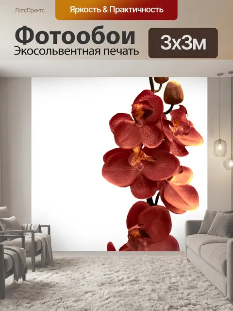 Фотообои Орхидея