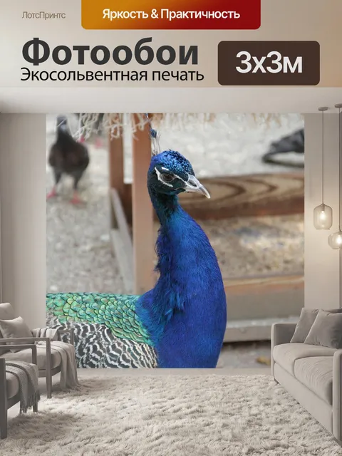 Фотообои Павлин