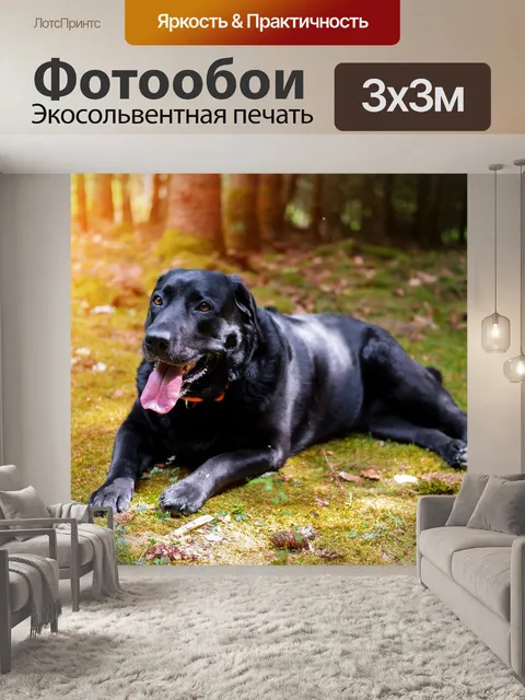 Фотообои Лабрадор