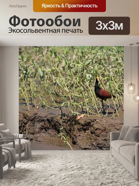 Фотообои Северная якана птица