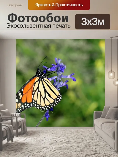 Фотообои Монарх Баттерфляй на Голубой Сальвии