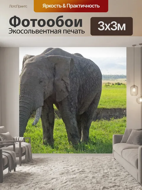 Фотообои Слон