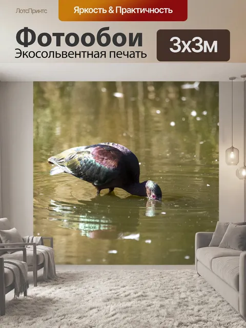 Фотообои Ибис птица