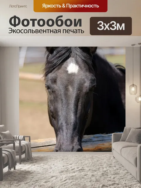 Фотообои Черный конь