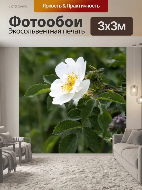 Фотообои Ромашка