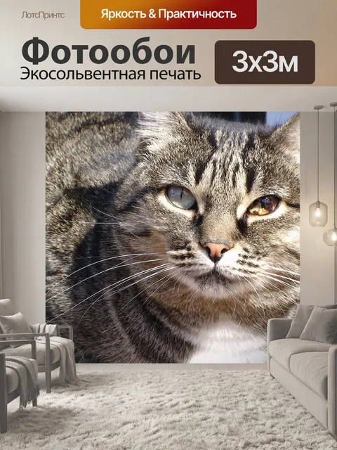 Фотообои Кошка