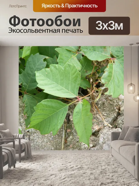 Фотообои Ядовитый Плющ