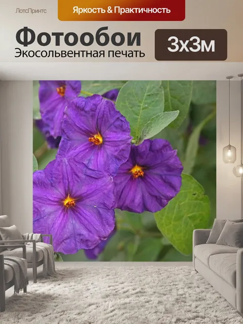 Фотообои Цветы фиолетового картофеля