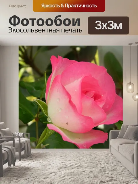 Фотообои изображение Розовой Розы