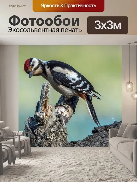 Фотообои Пятнистый дятел