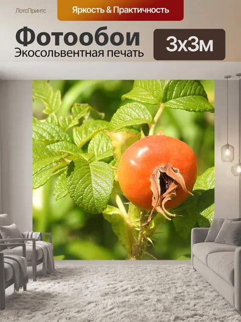 Фотообои Роза