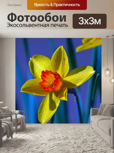 Фотообои Желтый и оранжевый нарцисс
