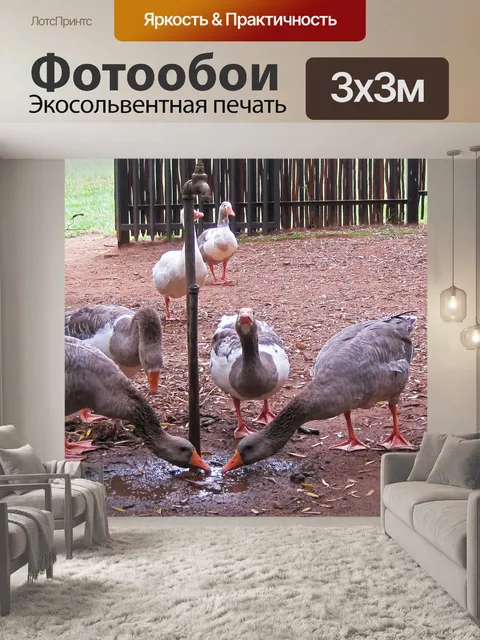 Фотообои серые гуси питьевой воды