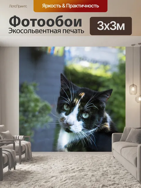 Фотообои Кошки