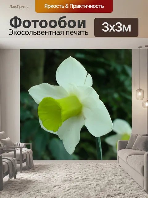 Фотообои Весна нарцисс Цветок