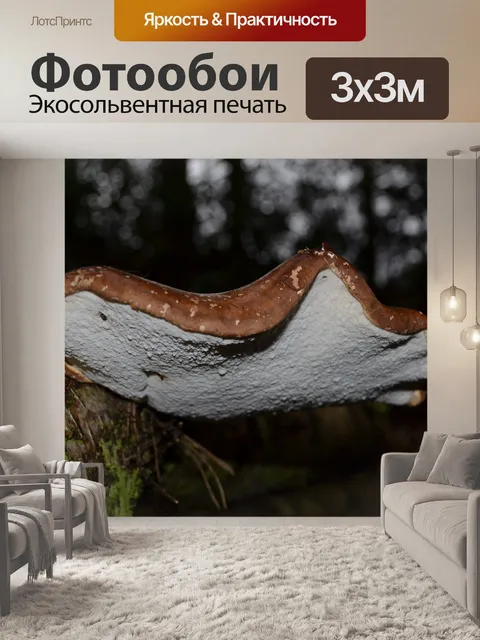 Фотообои Кронштейн гриб