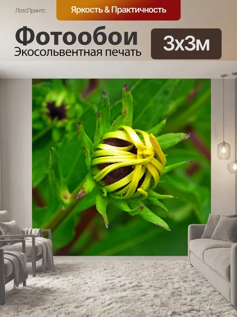 Фотообои Рудбекия золотой