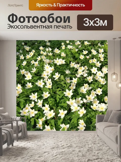 Фотообои Белые анемоны