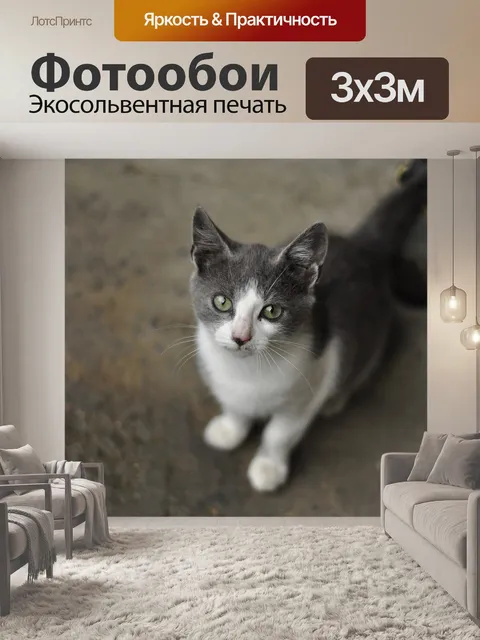Фотообои Котенок