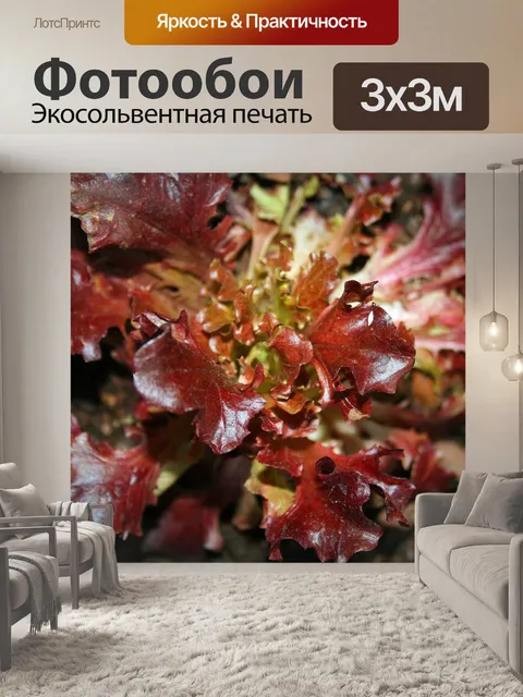 Фотообои красный салат